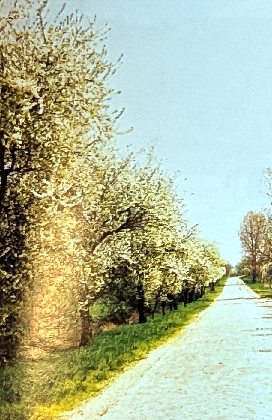 Farbfoto: eine gepflasterte Straße zwischen blühenden Obstbäumen, im Vordergrund ein alter Stamm