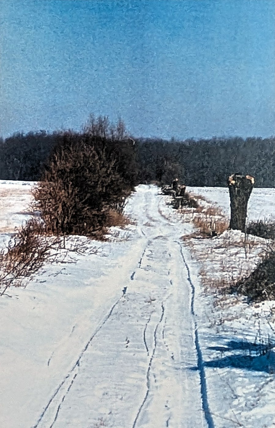 Farbfoto: ein verschneiter Feldweg mit Fahrspuren führt auf einen dunklen Waldrand zu