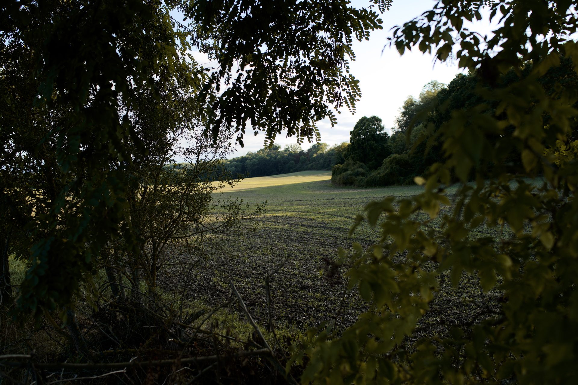 Blick durchs Laub über die Felder