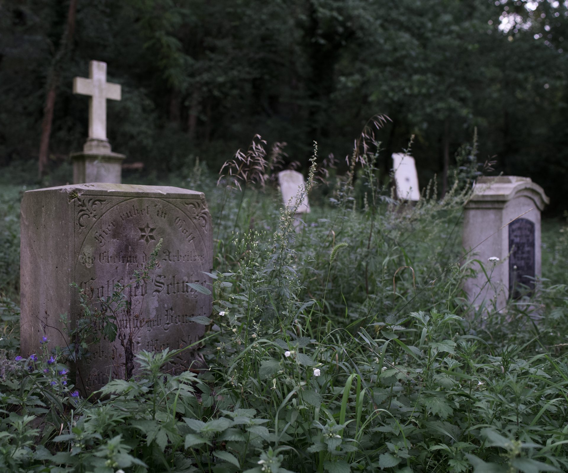 Der verwilderte Teil des alten Friedhofs