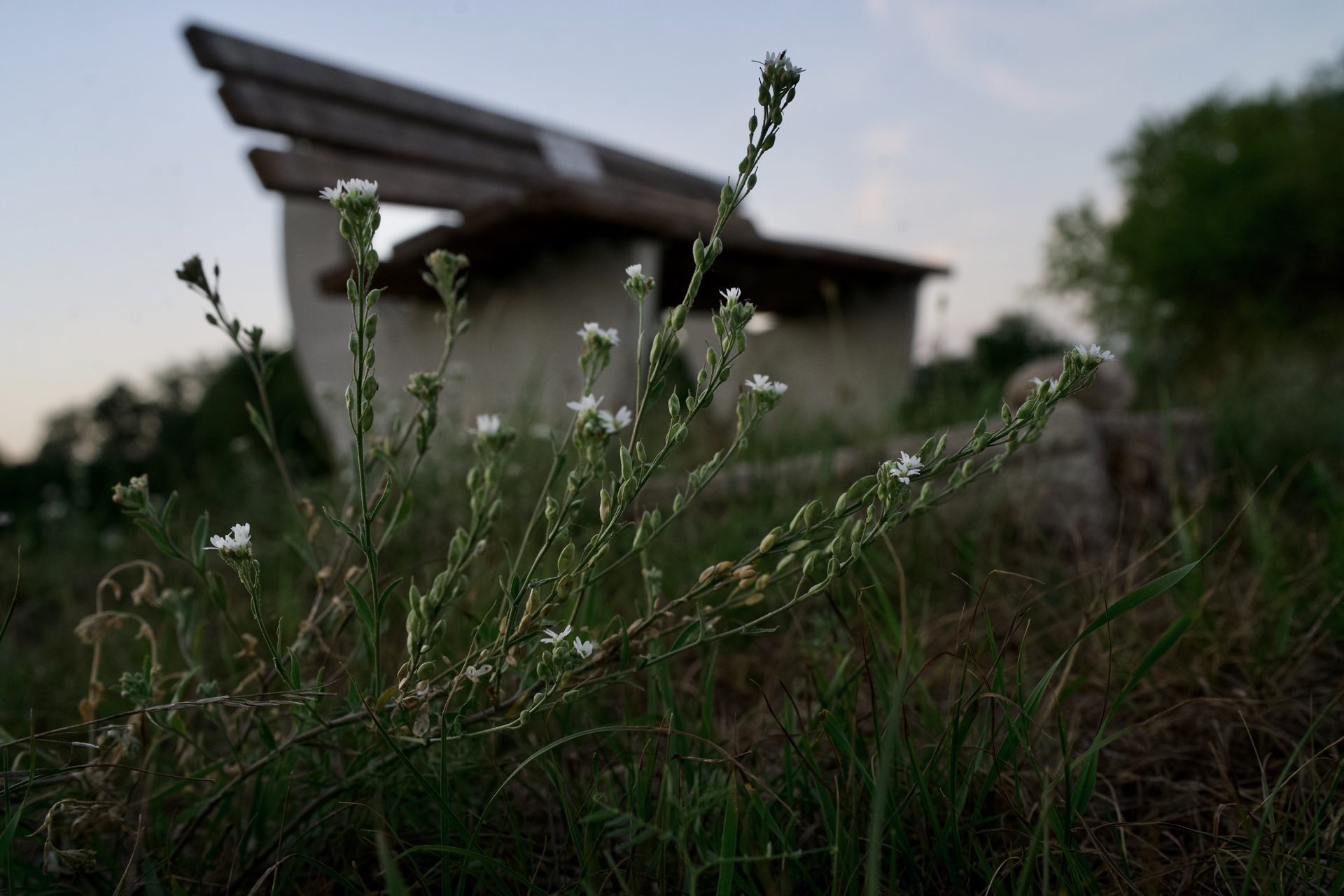 Wiesenblüten vor der Bank auf dem Sporn